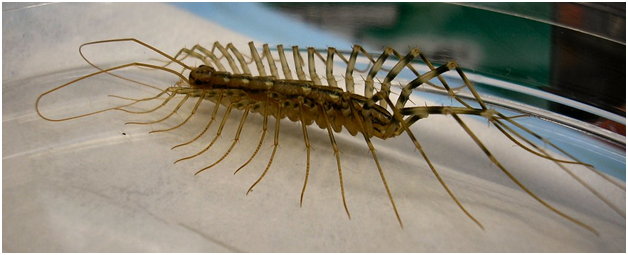 Where do centipedes come from? Why centipedes came in to house?