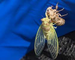 how to get rid of cicadas