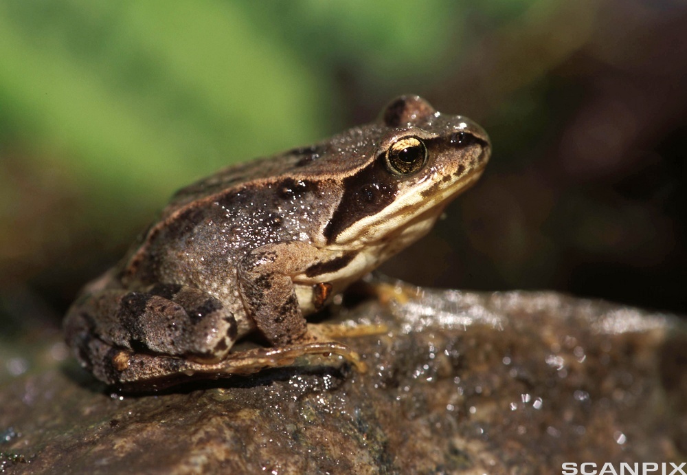 How To Get Rid Of Frogs? A Detailed Guide About Cleaning House And Yard From Frogs