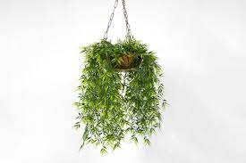 Hanging Plants