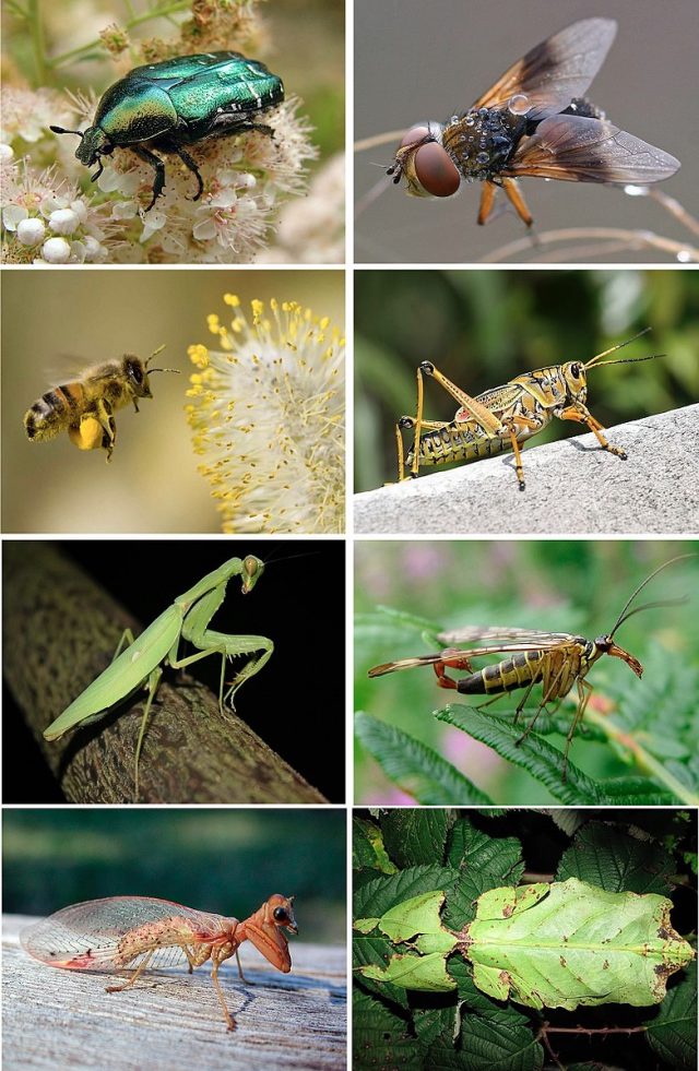 Insects