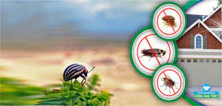 Is Pest Control in Gurgaon on Your Checklist for Festival Home Cleaning?<strong></strong>