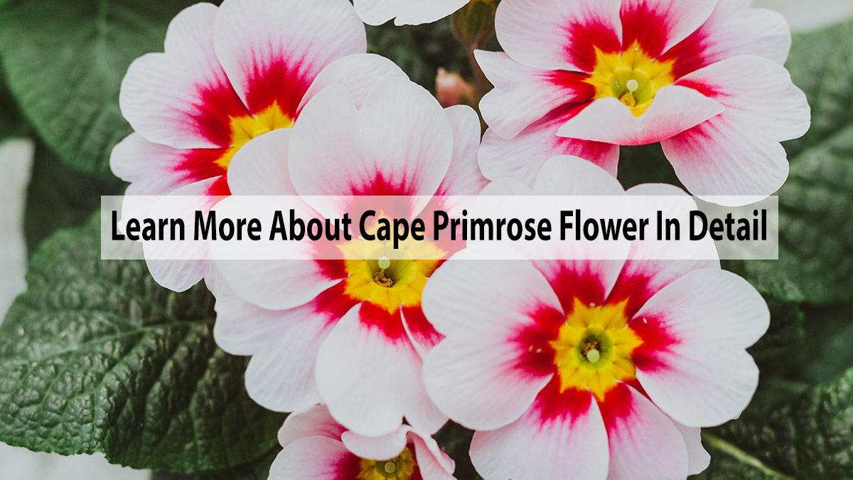 learn more about cape primrose for gardening