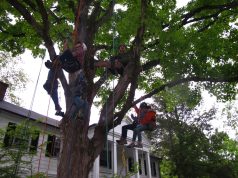 Clear Signs It’s Time To Remove That Tree Safely Tree Safely