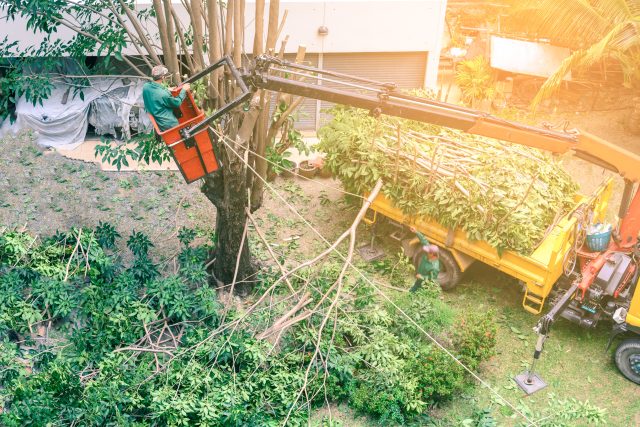 Tree Trimming