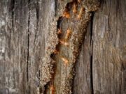 How to Protect Your Home from Termite Damage How to Protect Your Home from Termite Damage