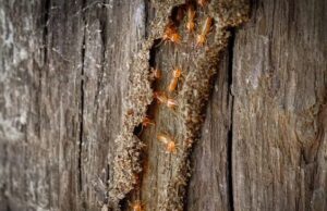 How to Protect Your Home from Termite Damage How to Protect Your Home from Termite Damage