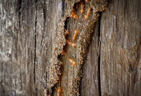 How to Protect Your Home from Termite Damage 