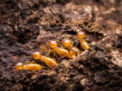 Why Overlooking Termite Problems Could Be Your Biggest Mistake
