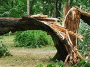 Post-Storm Tree Safety Checklist: How to Spot Hidden Damage Before It Becomes Dangerous Tree Safety Checklist