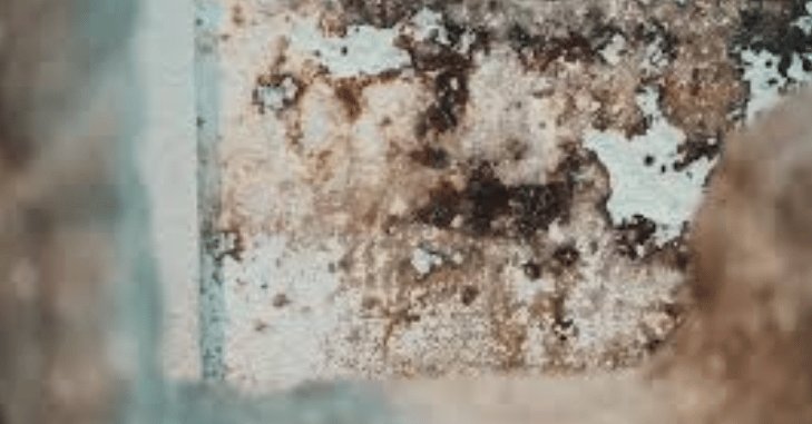 How to Remove Black Mold in Shower Surfaces in 7 Steps